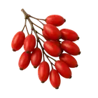 Барбарис купити