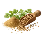 Коріандр купити