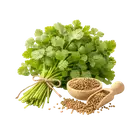 Кінза купити