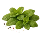 М'ята купити