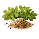 Орегано купити