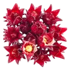 Гібіскус купити