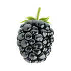 Ожина купити