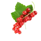 Порічка купити