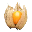 Фізаліс купити