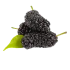 Шовковиця купити